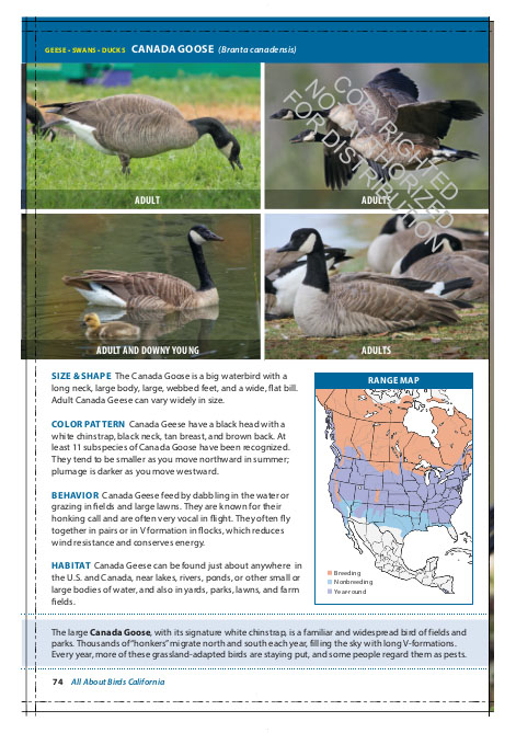THE CORNELL LAB OF ORNITHOLOGY. REGIONAL FIELD GUIDE SERIES. ALL ABOUT BIRDS CALIFORNIA 2
