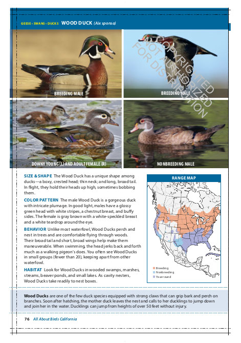 THE CORNELL LAB OF ORNITHOLOGY. REGIONAL FIELD GUIDE SERIES. ALL ABOUT BIRDS CALIFORNIA 3