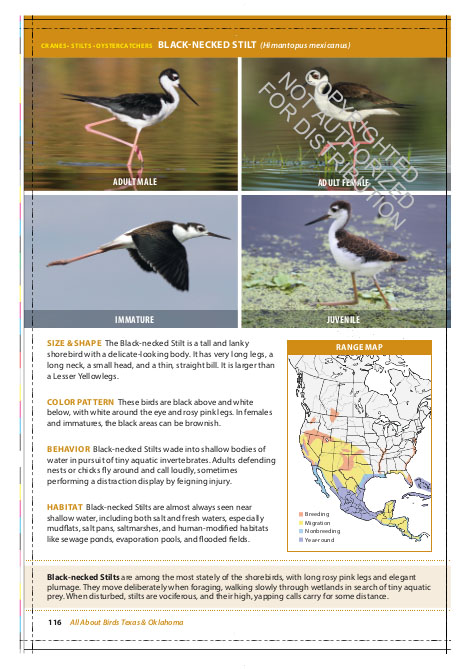 THE CORNELL LAB OF ORNITHOLOGY. REGIONAL FIELD GUIDE SERIES. ALL ABOUT BIRDS TEXAS AND OKLAHOMA 3