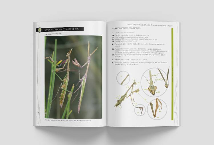 GUÍA DE IDENTIFICACIÓN DE LAS MANTIS IBÉRICAS (MANTODEA) VOL. 2 4