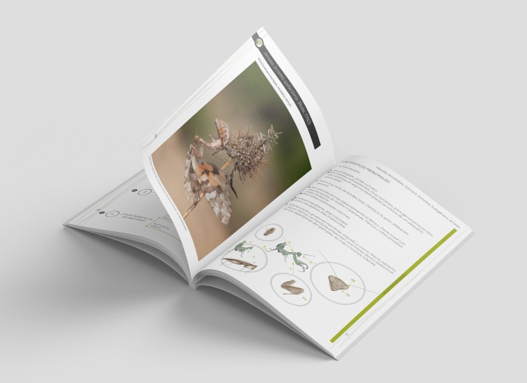 GUÍA DE IDENTIFICACIÓN DE LAS MANTIS IBÉRICAS (MANTODEA) VOL. 2 2