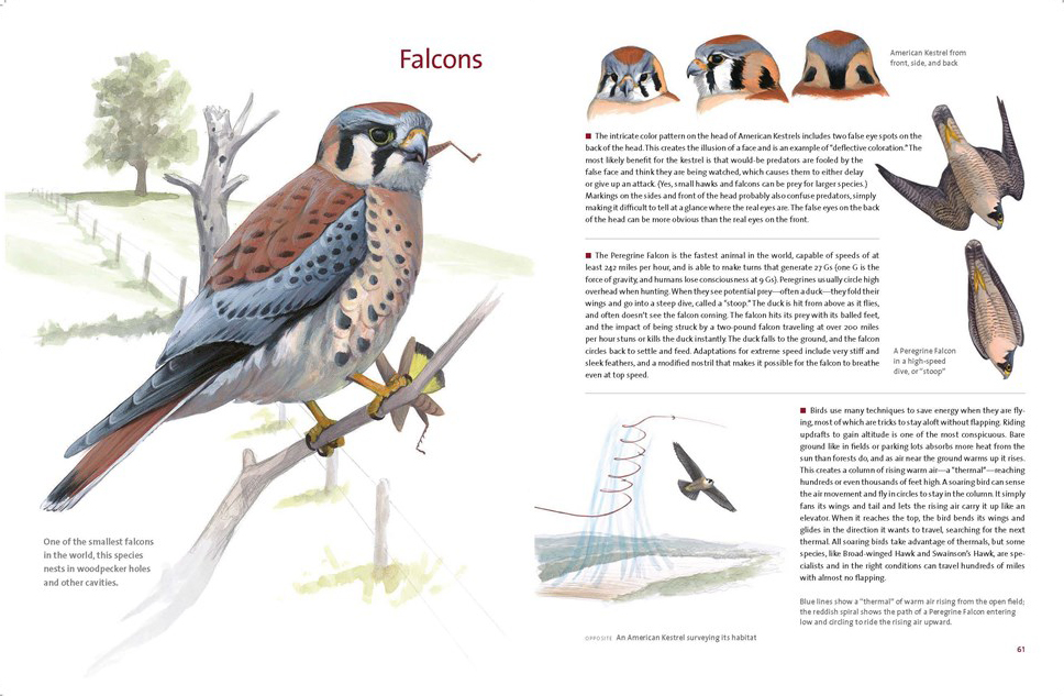 WHAT IT'S LIKE TO BE A BIRD. FROM FLYING TO NESTING, EATING TO SINGING -  WHAT BIRDS ARE DOING, AND WHY 2