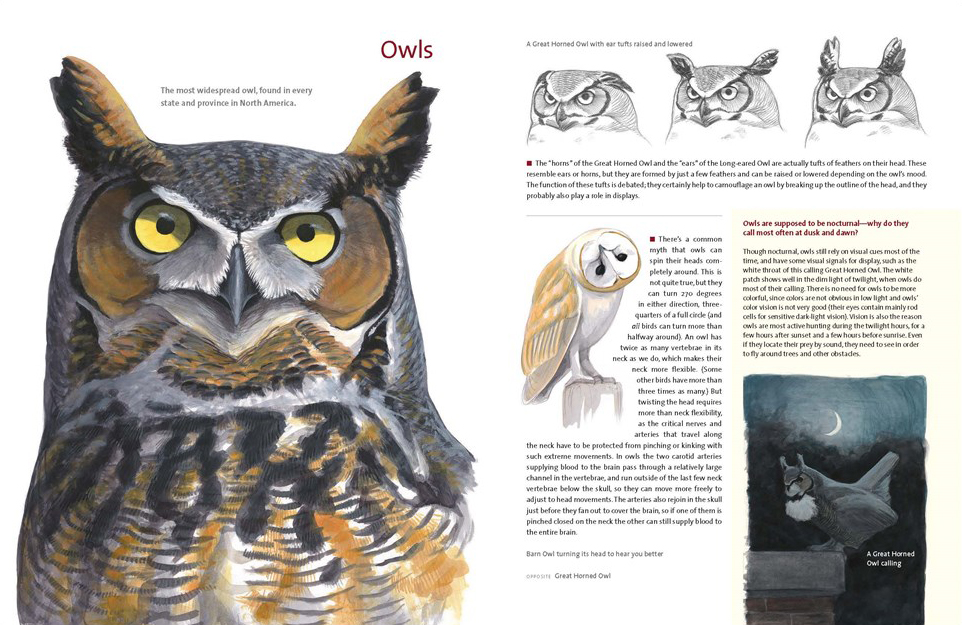 WHAT IT'S LIKE TO BE A BIRD. FROM FLYING TO NESTING, EATING TO SINGING -  WHAT BIRDS ARE DOING, AND WHY 3