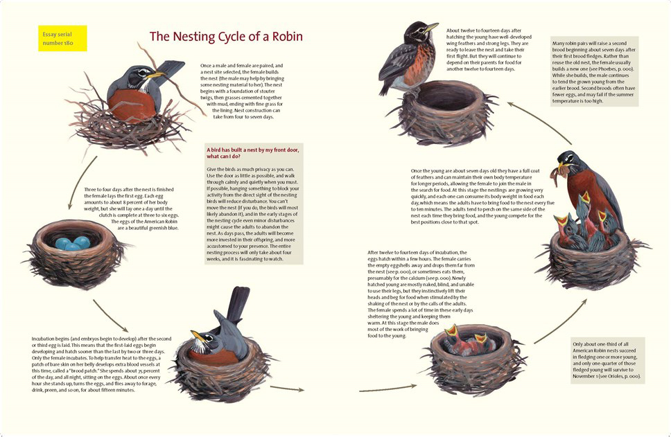 WHAT IT'S LIKE TO BE A BIRD. FROM FLYING TO NESTING, EATING TO SINGING -  WHAT BIRDS ARE DOING, AND WHY 4