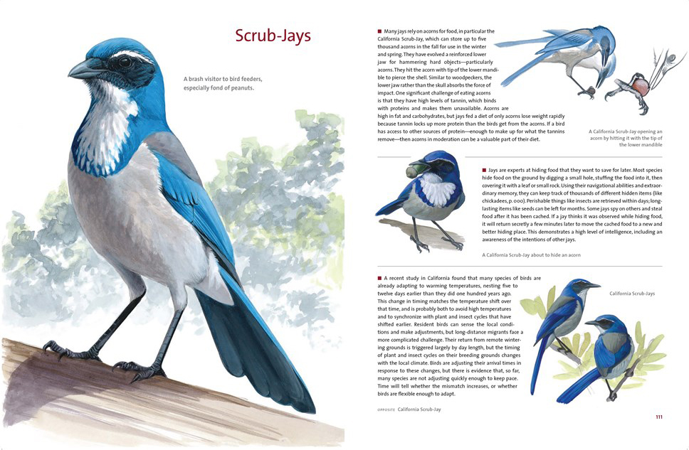 WHAT IT'S LIKE TO BE A BIRD. FROM FLYING TO NESTING, EATING TO SINGING -  WHAT BIRDS ARE DOING, AND WHY 5
