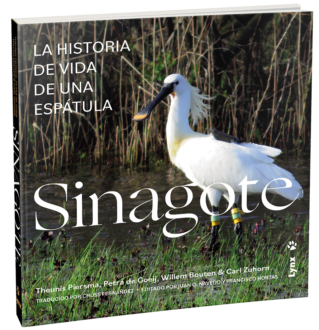 SINAGOTE, LA HISTORIA DE VIDA DE UNA ESPÁTULA 2