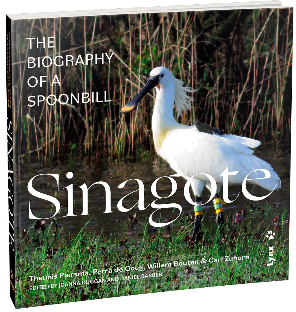 SINAGOTE. THE BIOGRAPHY OF A SPOONBILL 2