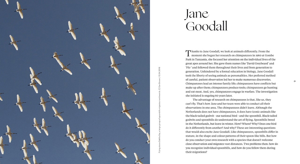 SINAGOTE. THE BIOGRAPHY OF A SPOONBILL 3