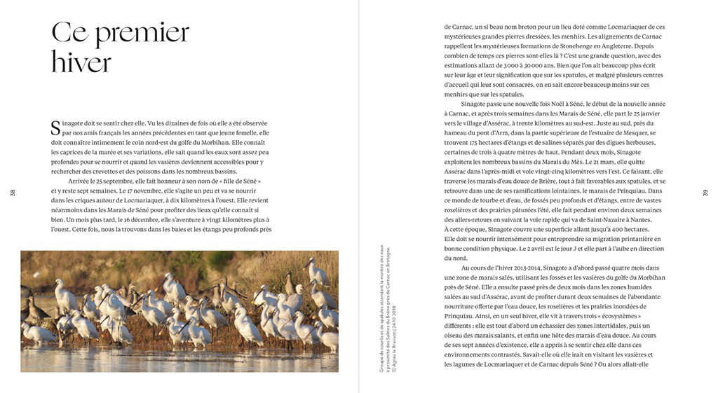 SINAGOTE. BIOGRAPHIE D'UNE SPATULE 2