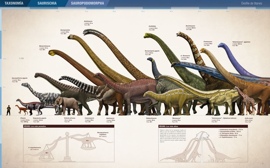 RÉCORDS Y CURIOSIDADES DE LOS DINOSAURIOS. SAURÓPODOS Y OTROS SAUROPODOMORFOS 3