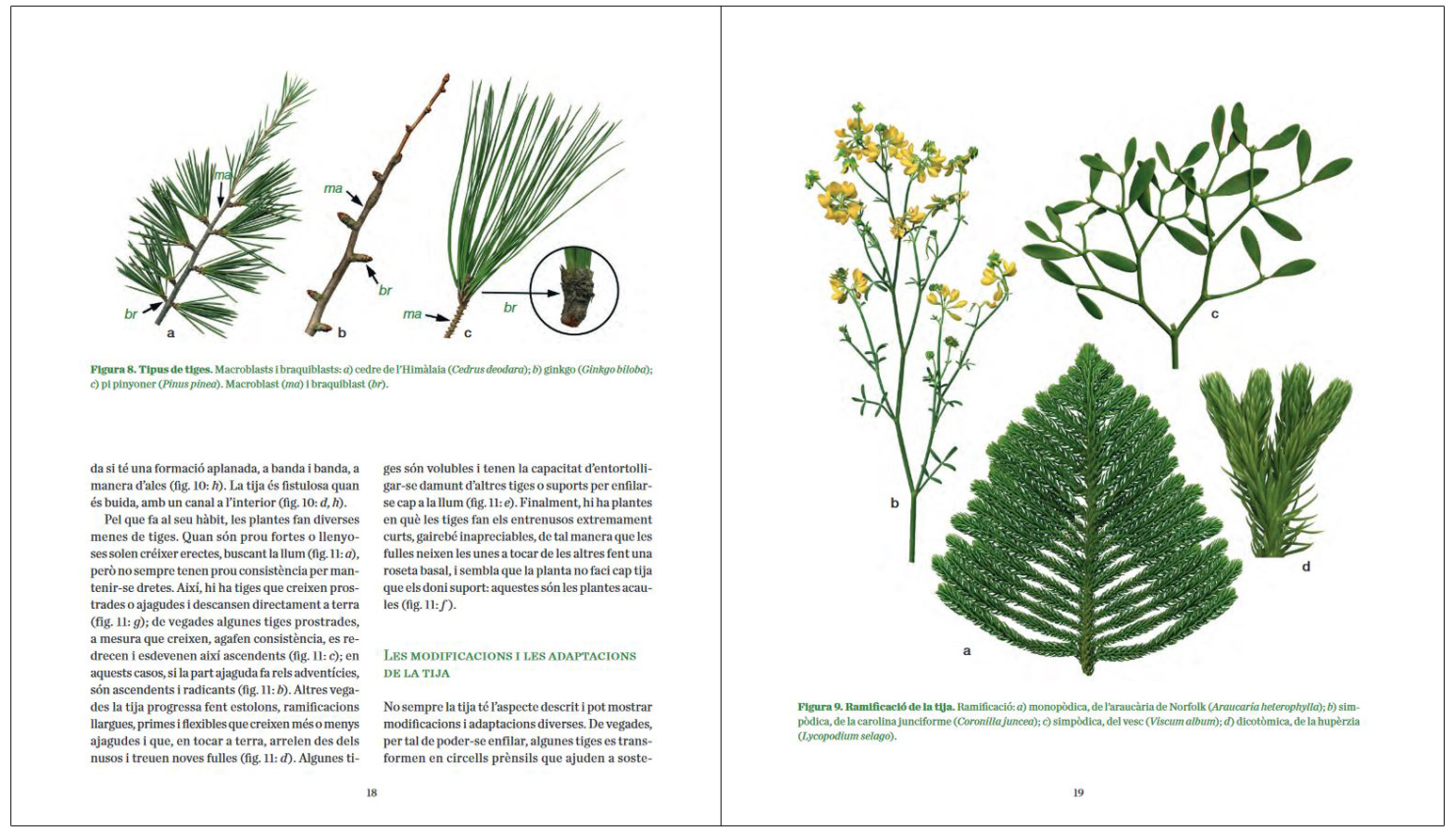 MANUAL PRACTIC DE BOTANICA. MORFOLOGIA DE LES PLANTES VASCULARS 3