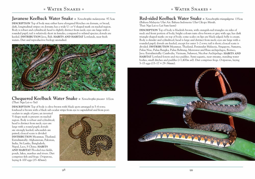 A NATURALIST'S GUIDE TO THE SNAKES OF SOUTHEAST ASIA 3º EDITION 4