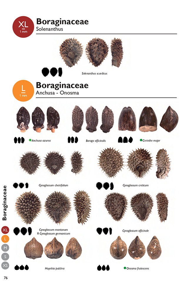 MARIS NOSTRI NOVUS ATLAS: SEEDS AND FRUITS FROM THE MEDITERRANEAN BASIN 2