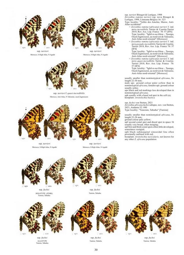 GUIDE TO THE BUTTERFLIES OF THE PALEARTIC REGION. PAPILIONIDAE PART 3 2