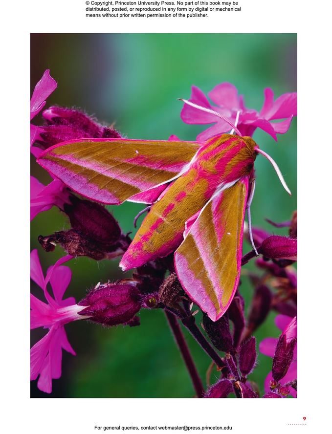 THE LIVES OF MOTHS. A NATURAL HISTORY OF OUR PLANET'S MOTH LIFE 3