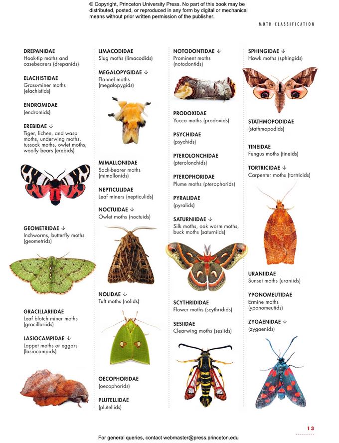 THE LIVES OF MOTHS. A NATURAL HISTORY OF OUR PLANET'S MOTH LIFE 5