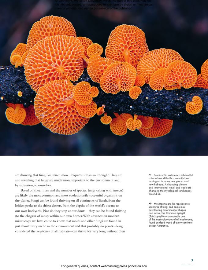 THE LIVES OF FUNGI. A NATURAL HISTORY OF OUR PLANET'S DECOMPOSERS 4