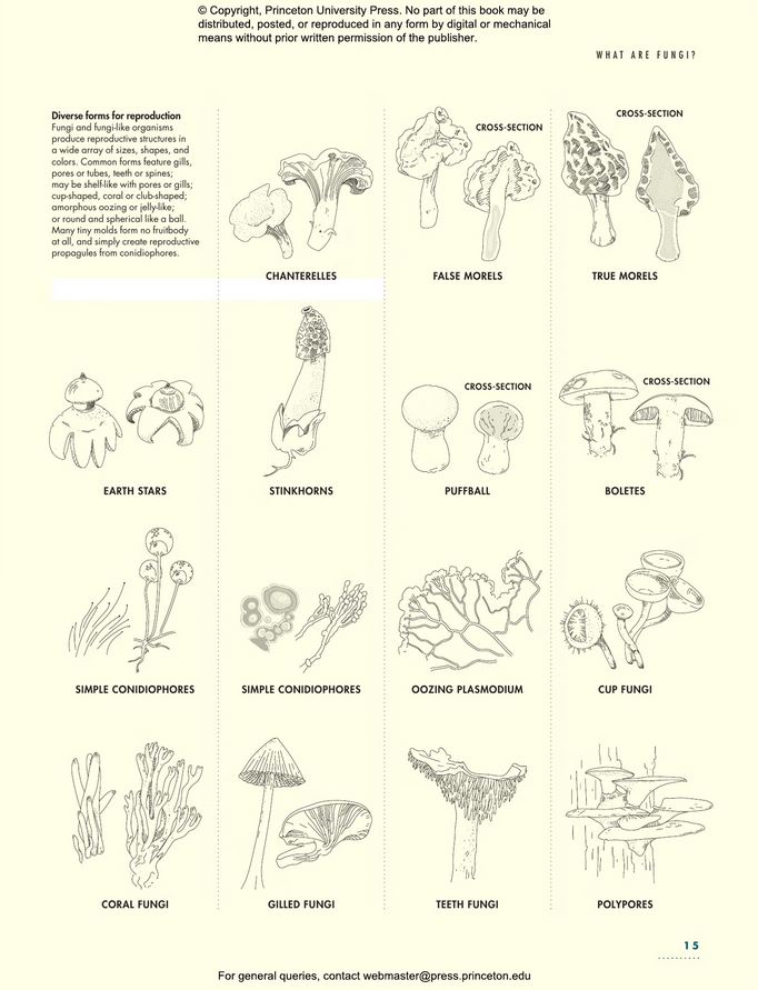 THE LIVES OF FUNGI. A NATURAL HISTORY OF OUR PLANET'S DECOMPOSERS 6