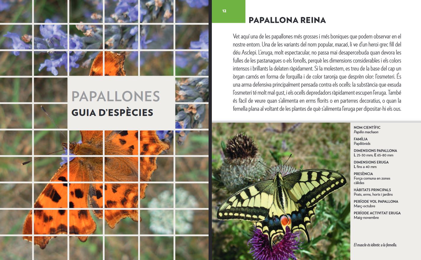 PAPALLONES. UNA GUIA + UN QUADERN DE CAMP 3