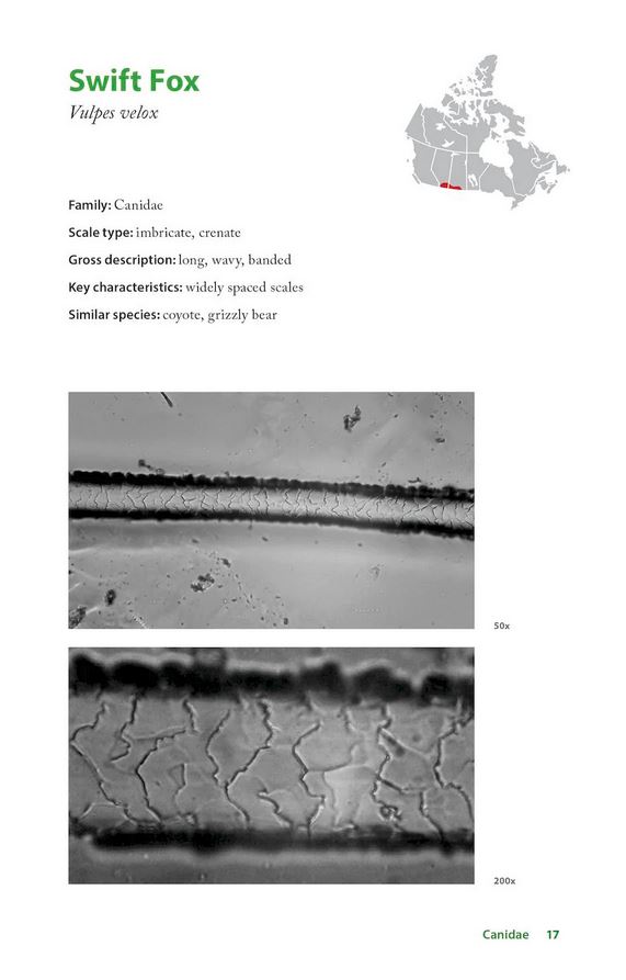 THE HAIR SCALE IDENTIFICATION GUIDE TO TERRESTRIAL CARNIVORES OF CANADA 2