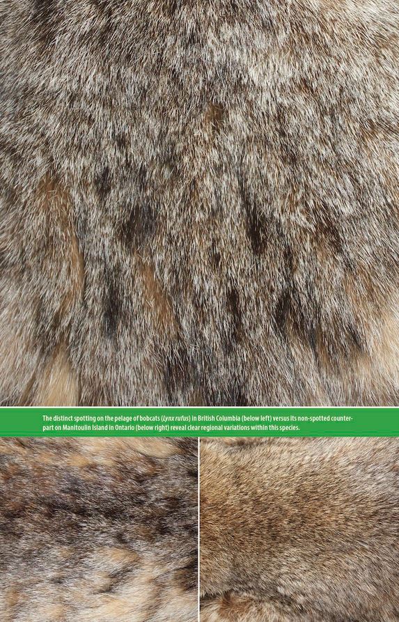 THE HAIR SCALE IDENTIFICATION GUIDE TO TERRESTRIAL CARNIVORES OF CANADA 3
