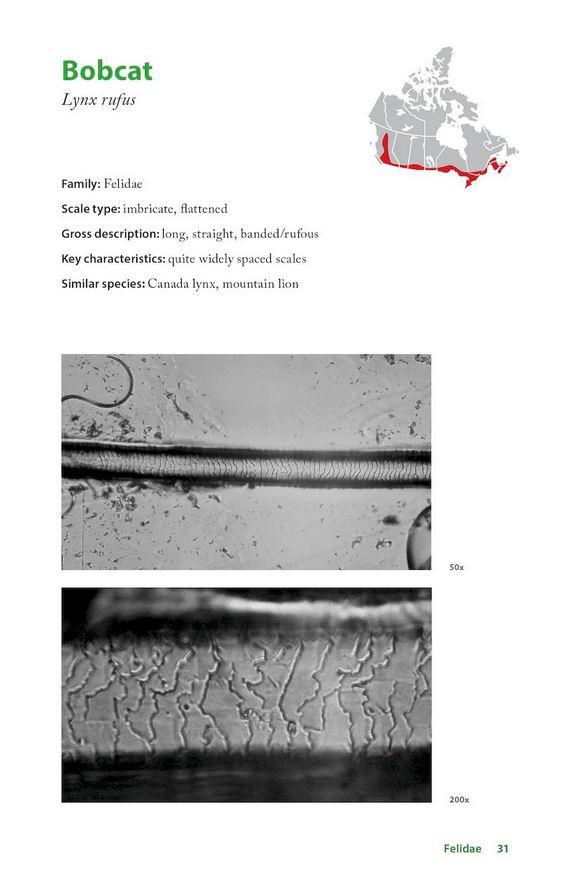THE HAIR SCALE IDENTIFICATION GUIDE TO TERRESTRIAL CARNIVORES OF CANADA 4