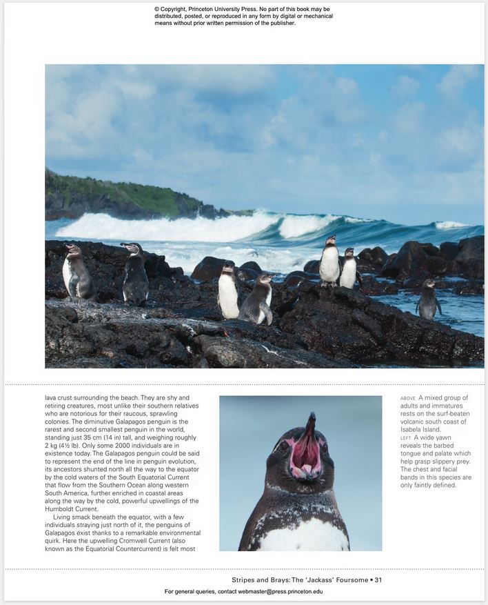 PENGUINS: THE ULTIMATE GUIDE 5