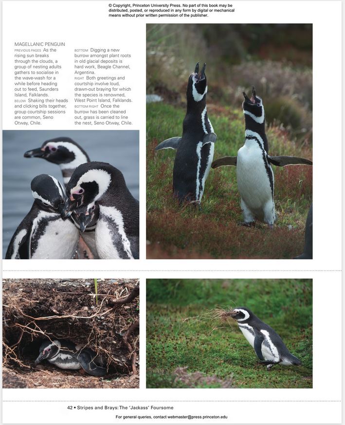PENGUINS: THE ULTIMATE GUIDE 6