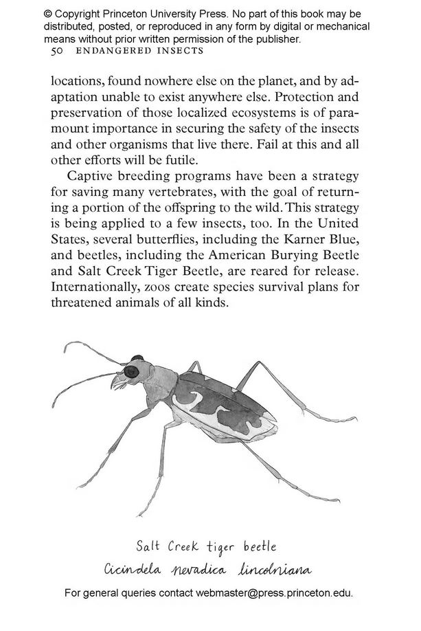 INSECTPEDIA. A BRIEF COMPENDIUM OF INSECT LORE 4