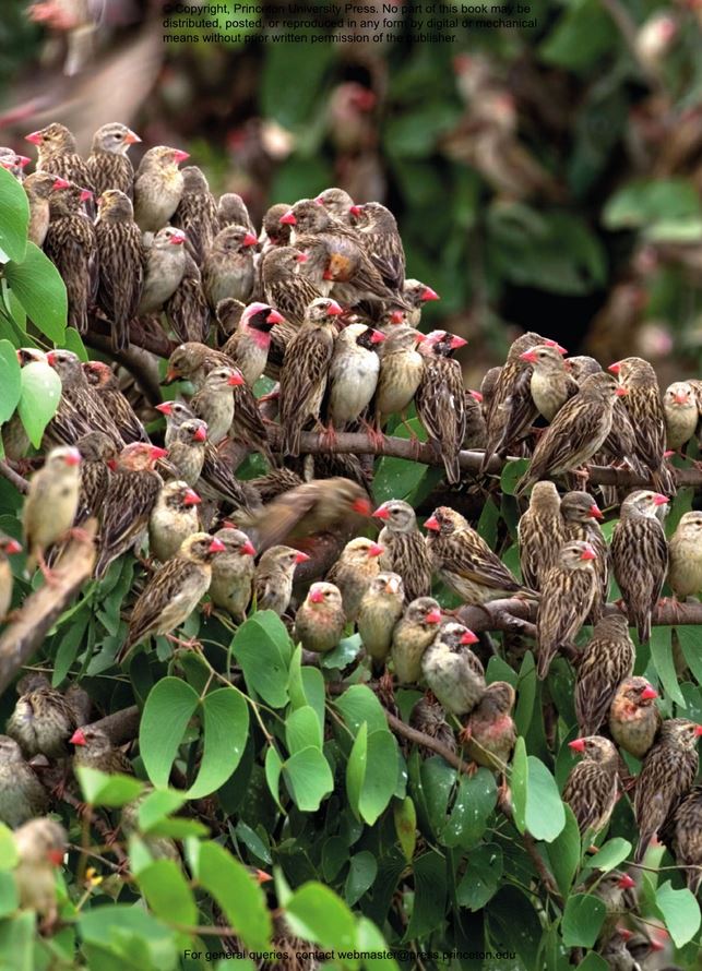 HOW BIRDS LIVE TOGETHER. COLONIES AND COMMUNITIES IN THE AVIAN WORLD 3