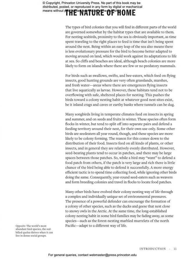 HOW BIRDS LIVE TOGETHER. COLONIES AND COMMUNITIES IN THE AVIAN WORLD 4