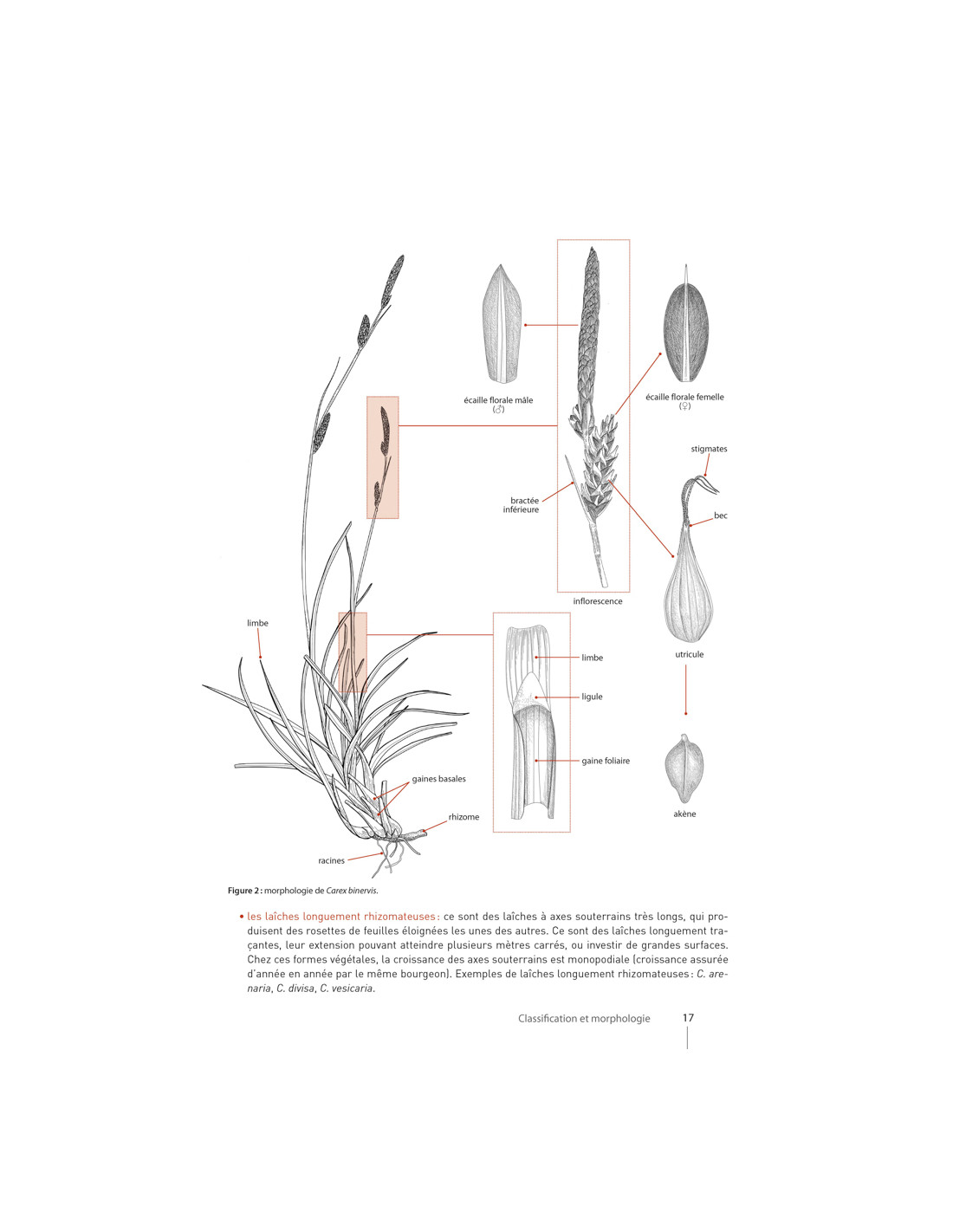 CAREX DE FRANCE 4