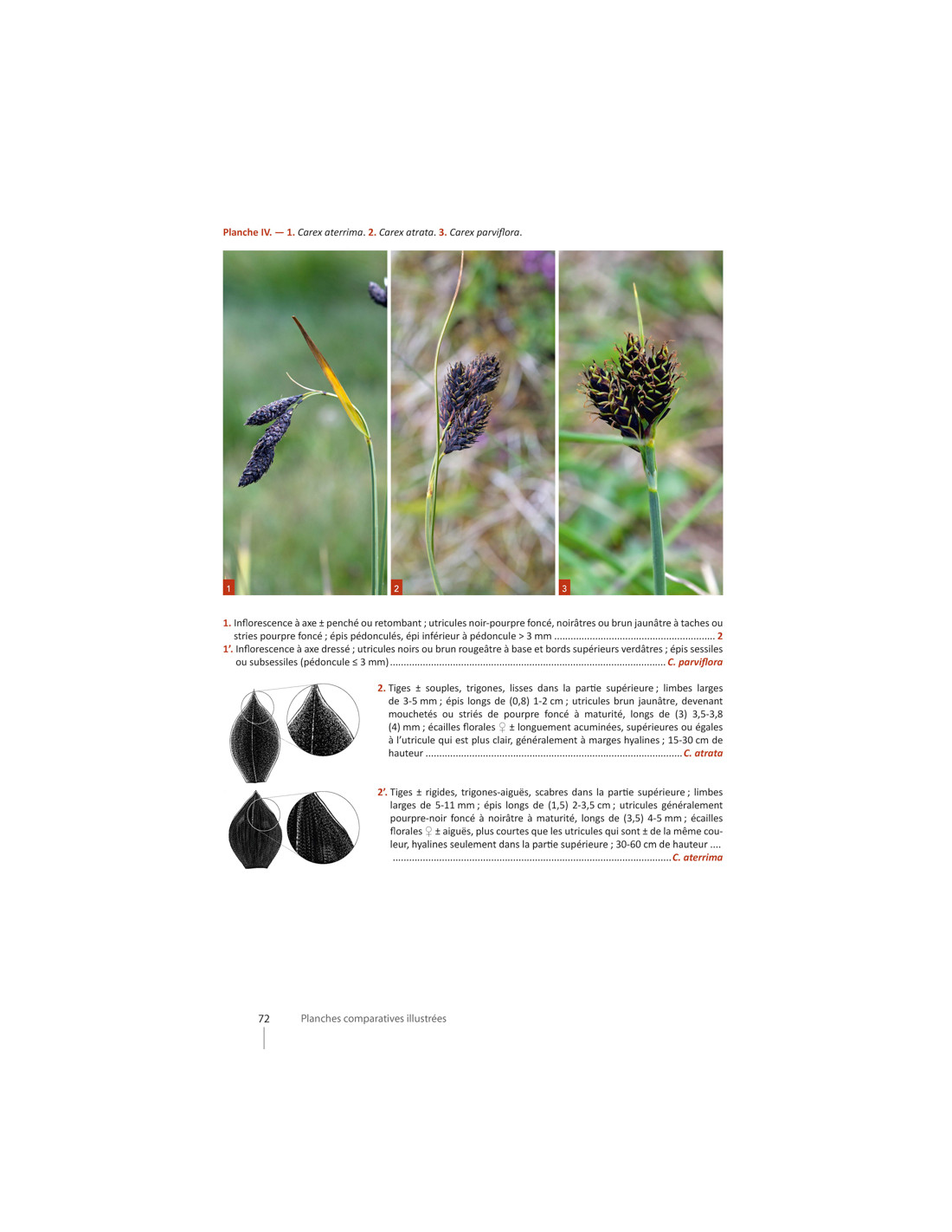 CAREX DE FRANCE 5
