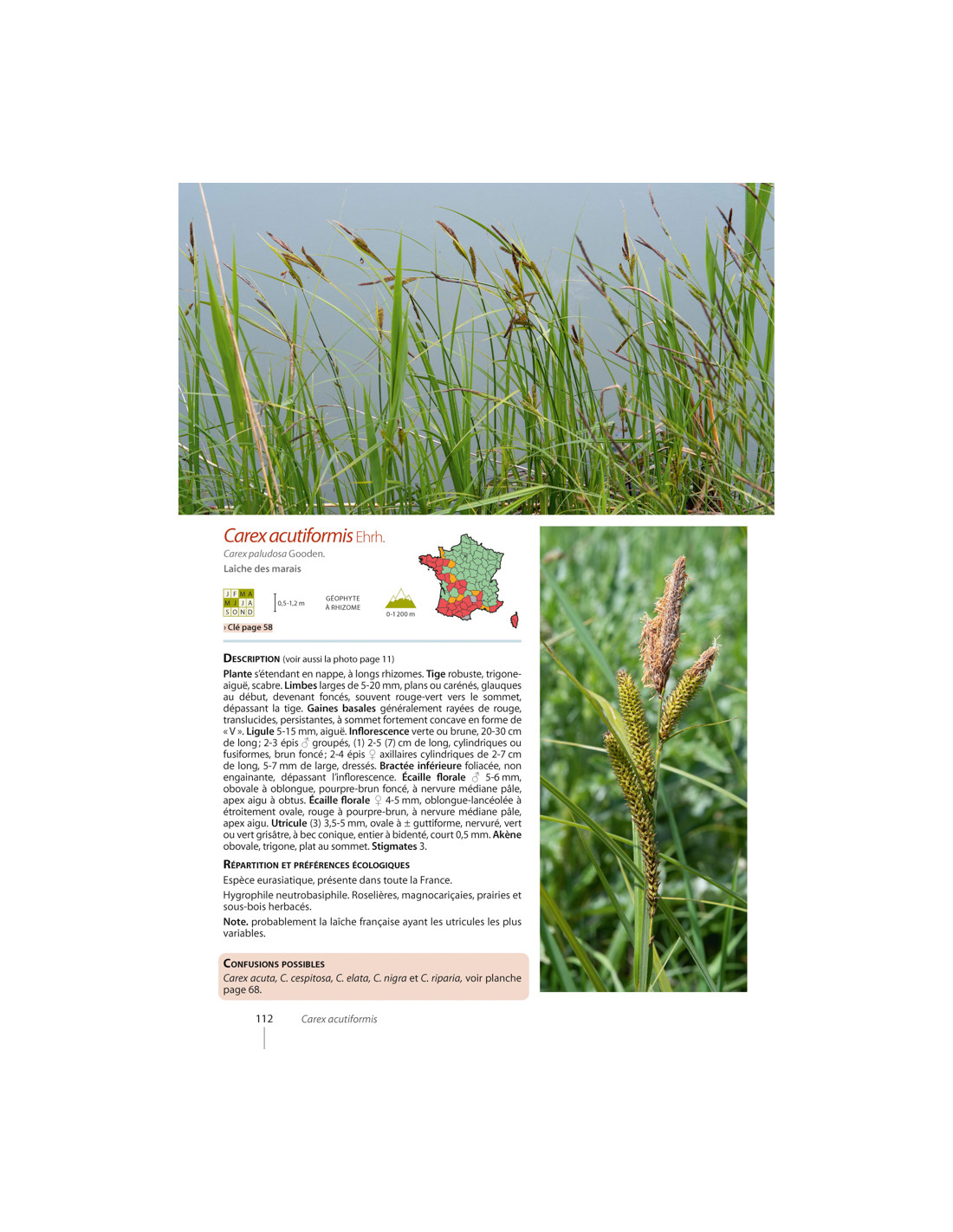 CAREX DE FRANCE 6