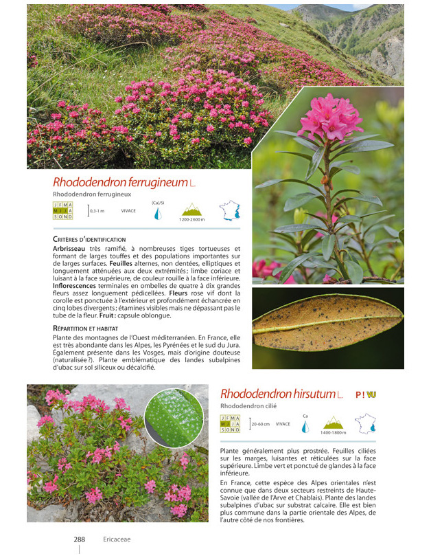 PLANTES DE MONTAGNE 4