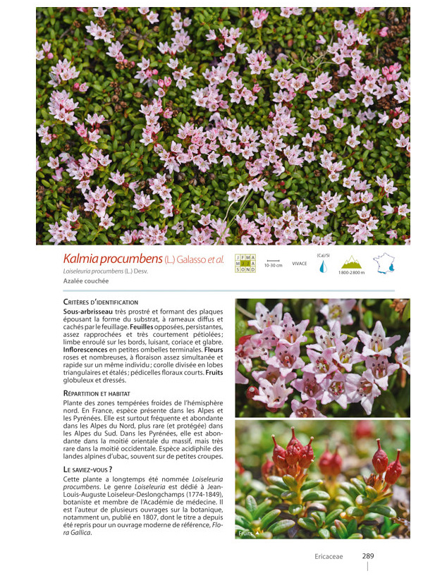PLANTES DE MONTAGNE 5