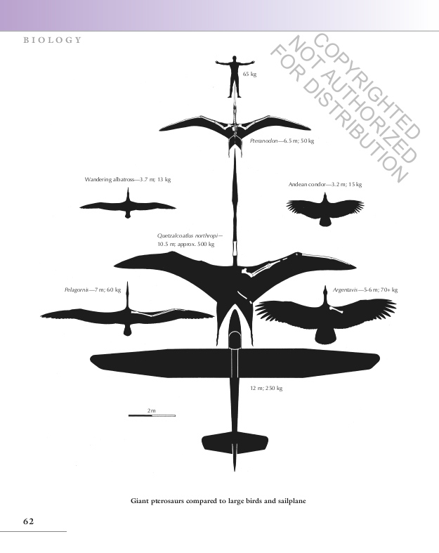 THE PRINCETON FIELD GUIDE TO PTEROSAURS 2