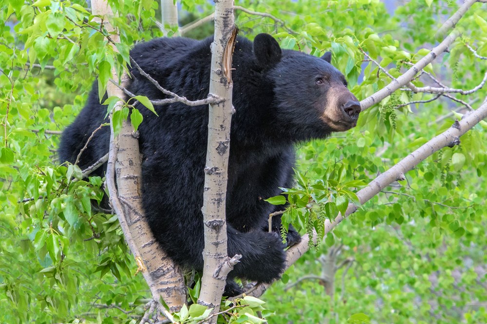 BEARS OF THE NORTH: A YEAR INSIDE THEIR WORLDS 2