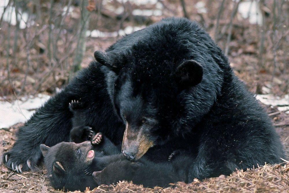 BEARS OF THE NORTH: A YEAR INSIDE THEIR WORLDS 3