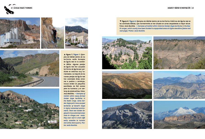 ÁGUILAS REALES Y HUMANOS EXPANSIÓN A PAISAJES DOMINADOS POR HUMANOS/GOLDEN EAGLES AND HUMANS EXPANSION TO HUMAN DOMINATED LANDSCAPES 3