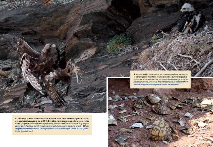 ÁGUILAS REALES Y HUMANOS EXPANSIÓN A PAISAJES DOMINADOS POR HUMANOS/GOLDEN EAGLES AND HUMANS EXPANSION TO HUMAN DOMINATED LANDSCAPES 5