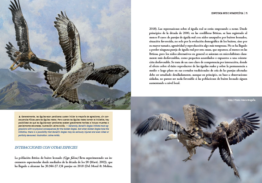 ÁGUILAS REALES Y HUMANOS EXPANSIÓN A PAISAJES DOMINADOS POR HUMANOS/GOLDEN EAGLES AND HUMANS EXPANSION TO HUMAN DOMINATED LANDSCAPES 6