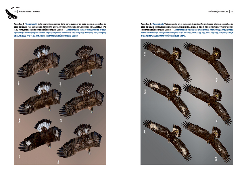 ÁGUILAS REALES Y HUMANOS EXPANSIÓN A PAISAJES DOMINADOS POR HUMANOS/GOLDEN EAGLES AND HUMANS EXPANSION TO HUMAN DOMINATED LANDSCAPES 7