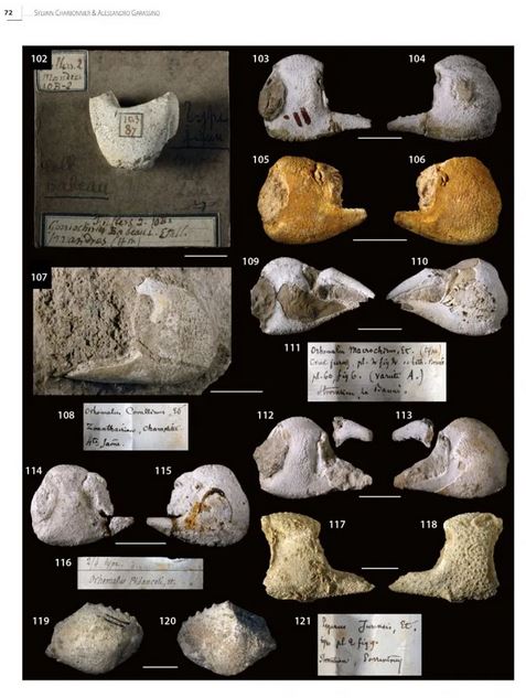 FOSSIL DECAPOD CRUSTACEA IN THE HISTORICAL COLLECTION 2