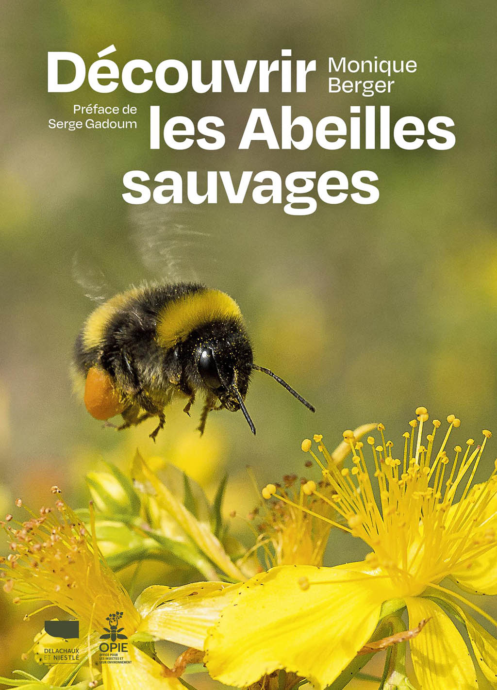 DÉCOUVRIR LES ABEILLES SAUVAGES 1