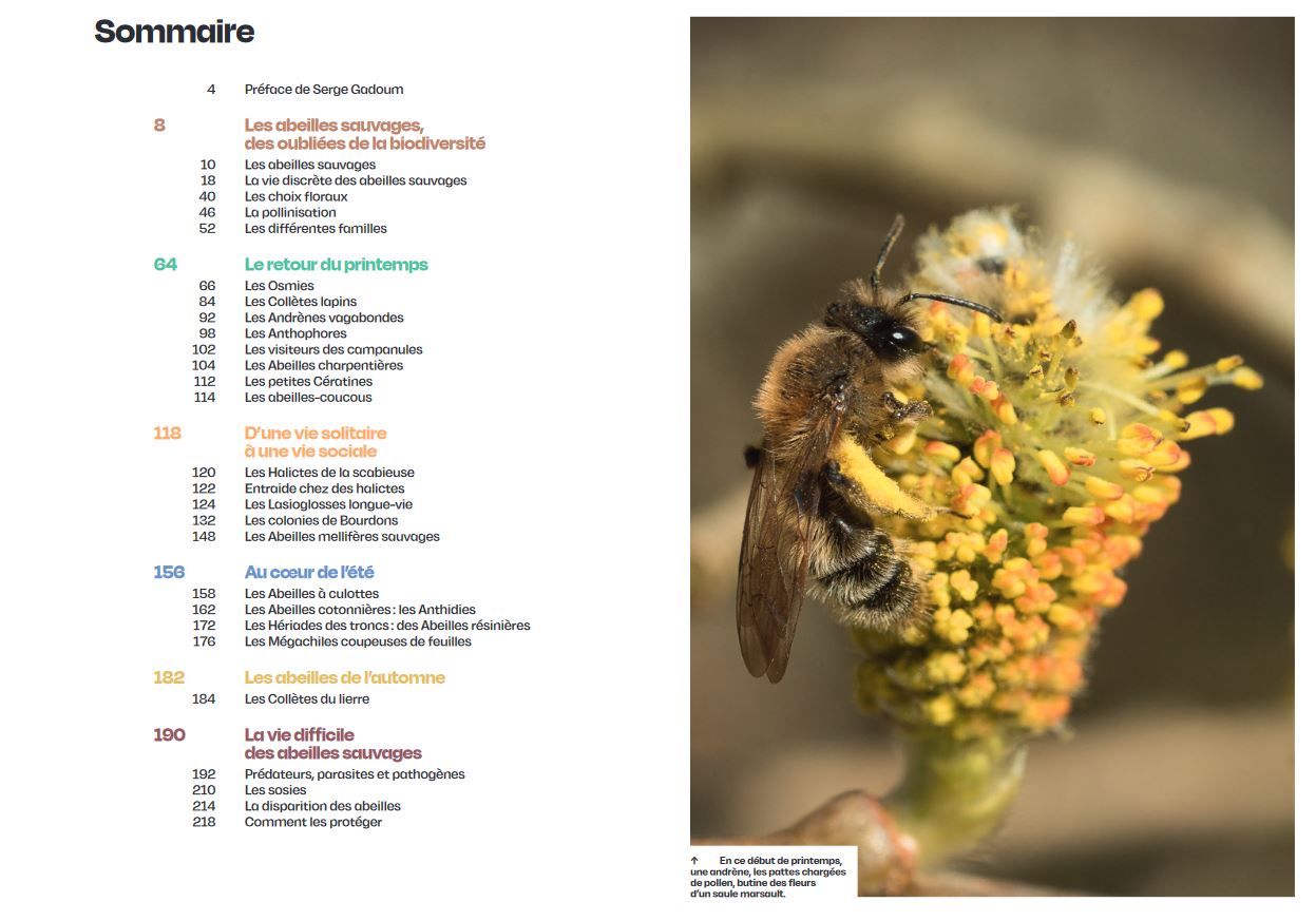 DÉCOUVRIR LES ABEILLES SAUVAGES 2