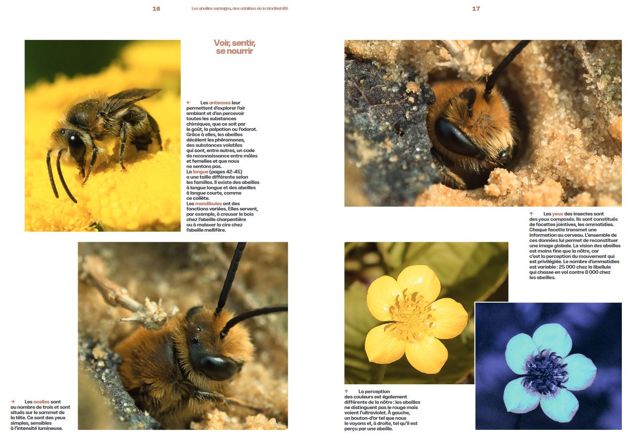 DÉCOUVRIR LES ABEILLES SAUVAGES 3