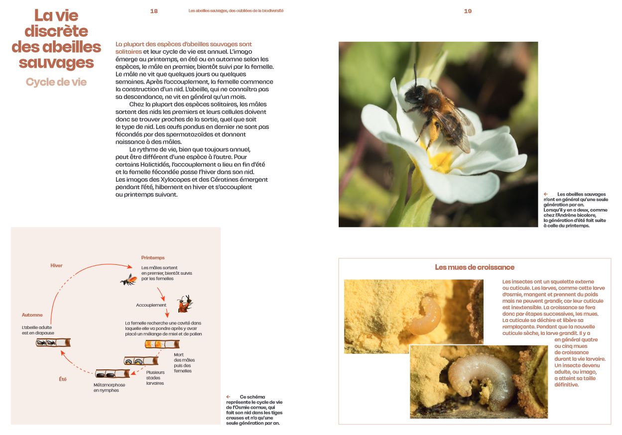 DÉCOUVRIR LES ABEILLES SAUVAGES 4