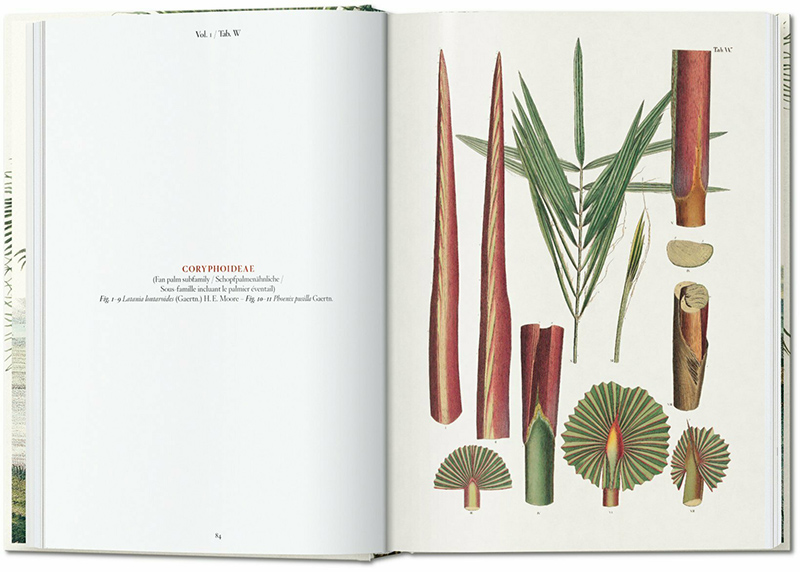 THE BOOK OF PALMS. EDICIÓN 40 ANIVERSARIO 2