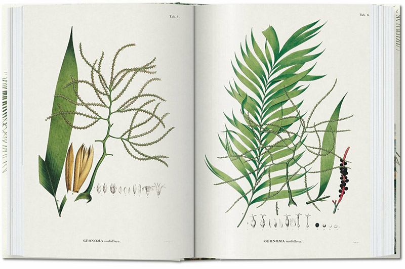 THE BOOK OF PALMS. EDICIÓN 40 ANIVERSARIO 3